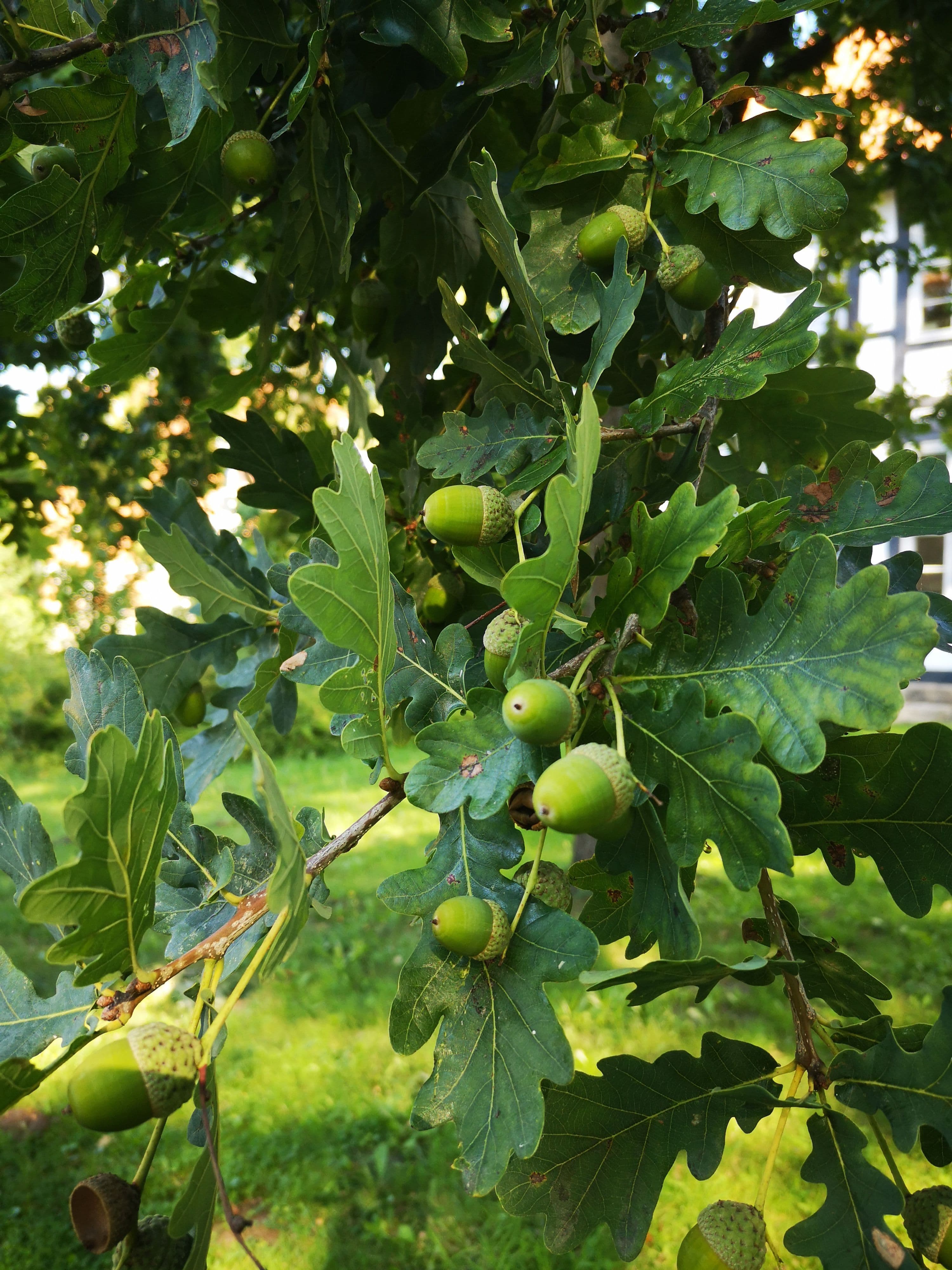 Erhöhte Astbruchgefahr bei Eichen im Stadtgebiet