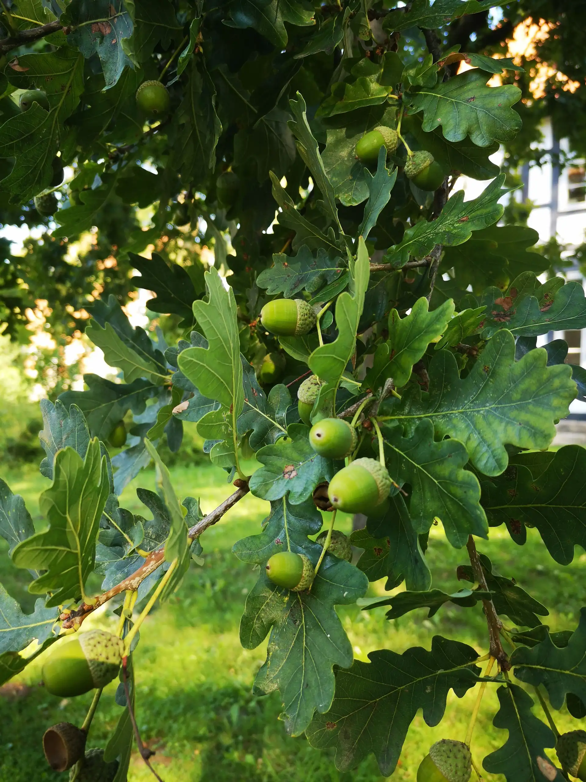 Erhöhte Astbruchgefahr bei Eichen im Stadtgebiet