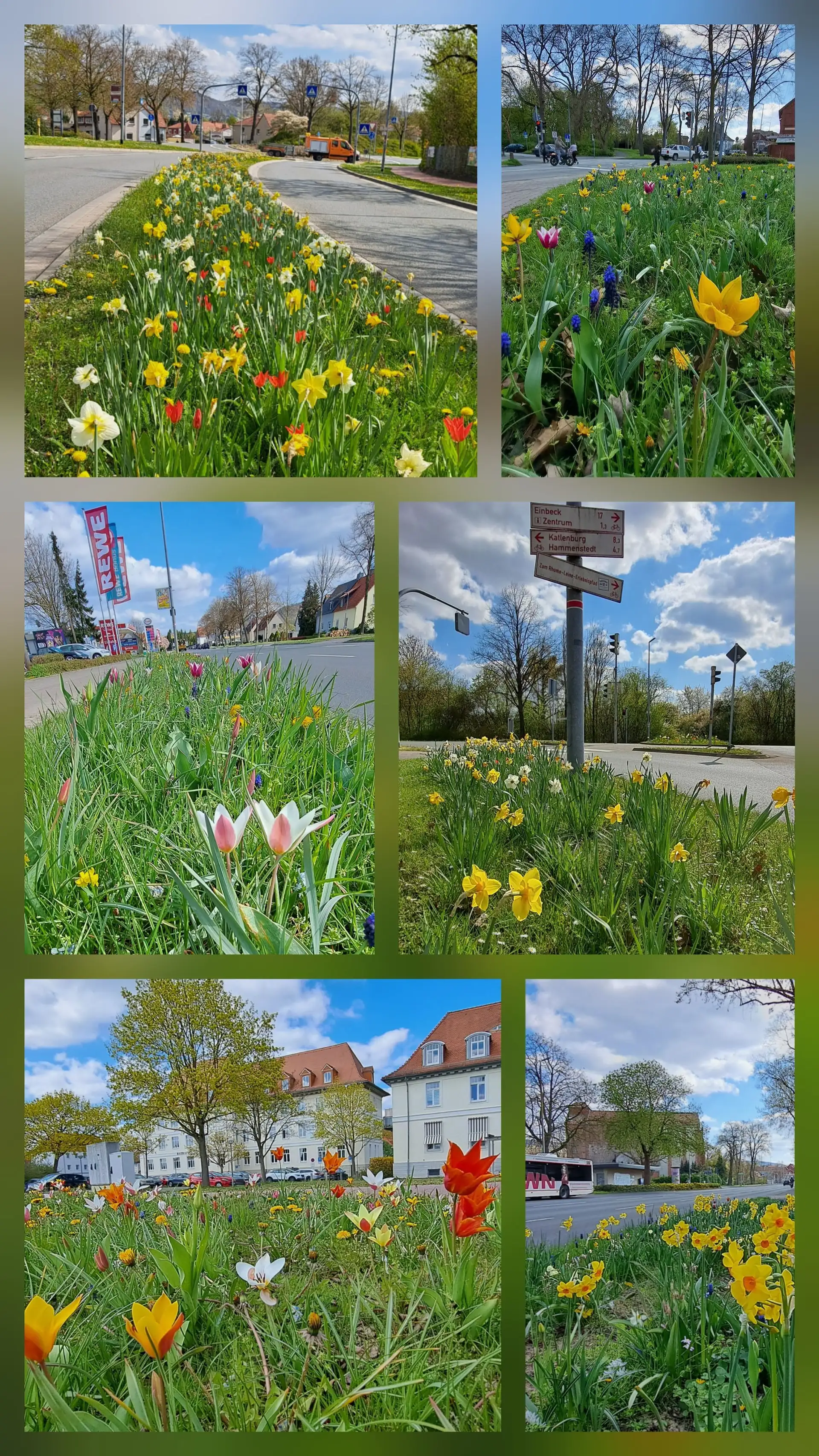 Northeim blüht weiter auf